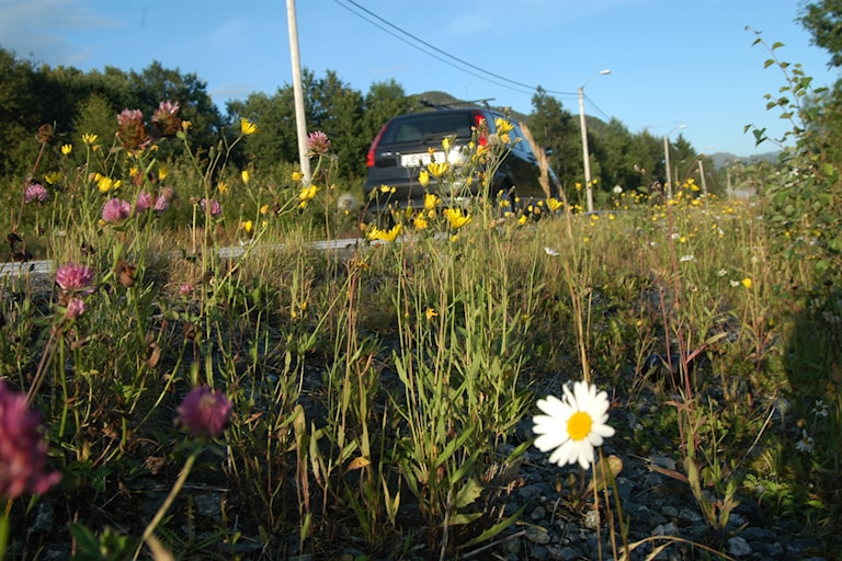 Ein vegkant med masse blomar.